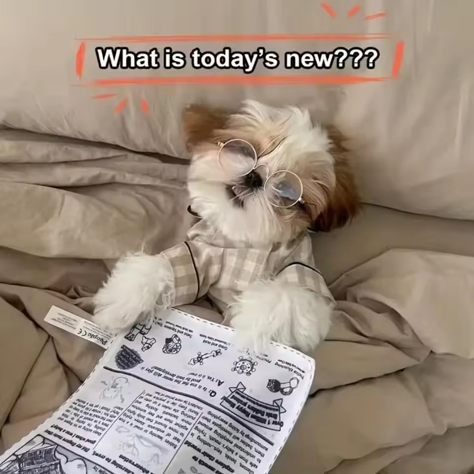 Juguetes para perros de papel  - Pet Dental Chew Toy reseña y precio